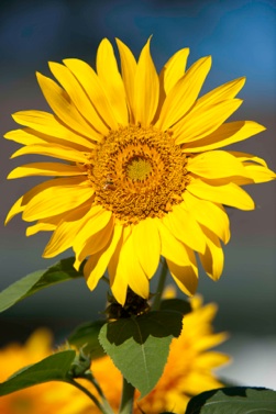 sunflower